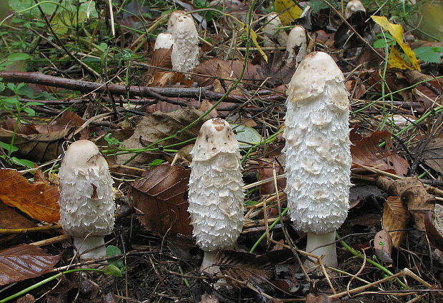 hnojník obyčajný Coprinus comatus (O.F. Müll.) Pers.