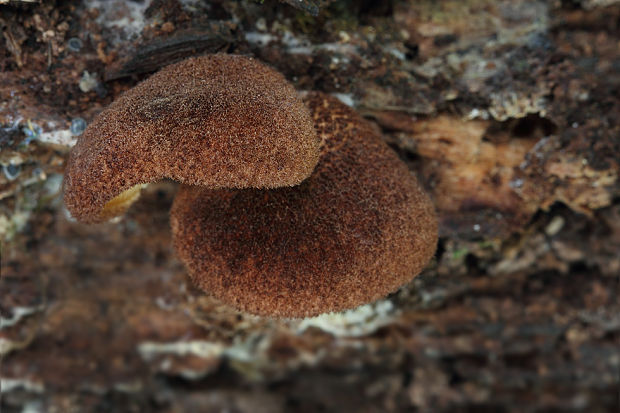 pahliva šafranová Crepidotus crocophyllus (Berk.) Sacc.