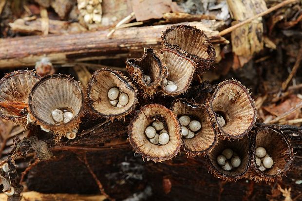 čiaškovec pásikavý Cyathus striatus (Huds.) Willd.