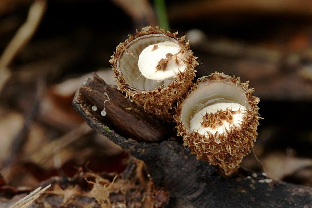 čiaškovec pásikavý Cyathus striatus (Huds.) Willd.