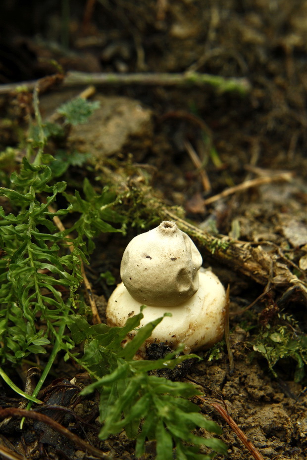 hviezdovka strapkatá Geastrum fimbriatum Fr.