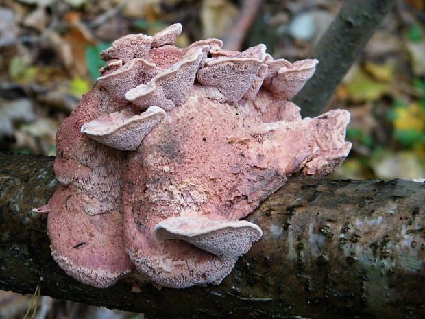 hlinovec červenkastý Hapalopilus rutilans (Pers.) Murrill