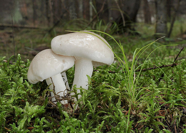 šťavnačka voňavá Hygrophorus agathosmus (Fr.) Fr.