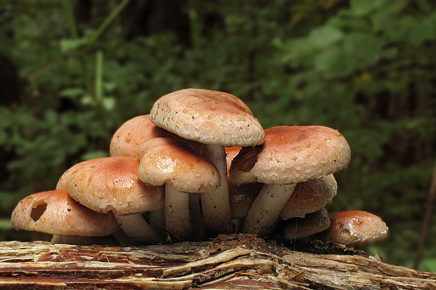 strapcovka tehlovočervená Hypholoma lateritium (Schaeff.) P. Kumm.