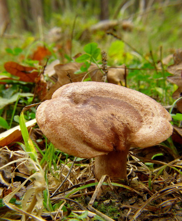 rýdzik Lactarius sp.