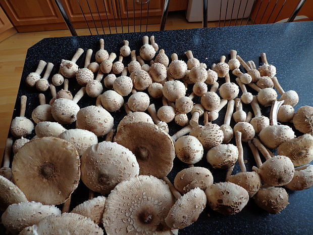 bedľa vysoká Macrolepiota procera (Scop.) Singer