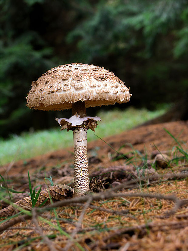 bedľa Macrolepiota sp.