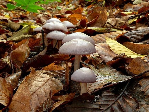 prilbička reďkovková Mycena pura (Pers.) P. Kumm.