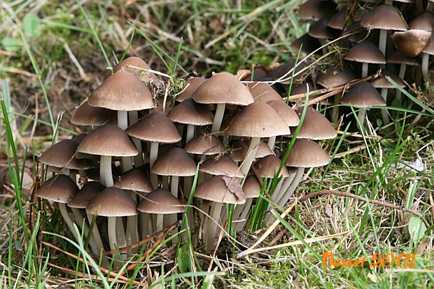 drobuľka trsovitá Psathyrella multipedata (Peck) A.H. Sm.