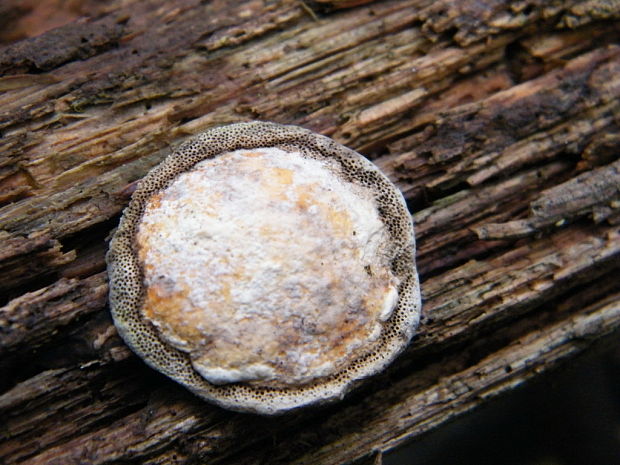 sieťnatka obyčajná Reticularia lycoperdon Bull.