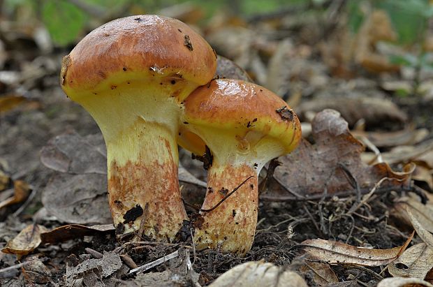 masliak smrekovcový Suillus grevillei (Klotzsch) Singer