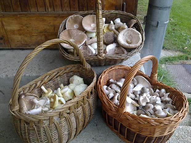 masliak Suillus sp.