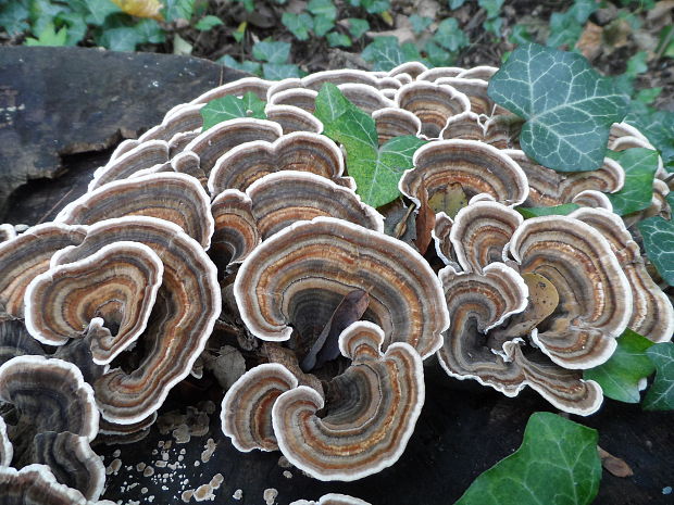 trúdnikovec pestrý Trametes versicolor (L.) Lloyd