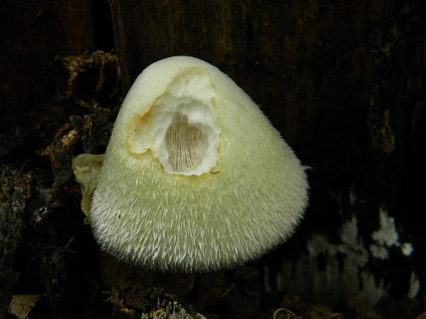 pošvovec stromový Volvariella bombycina (Schaeff.) Singer