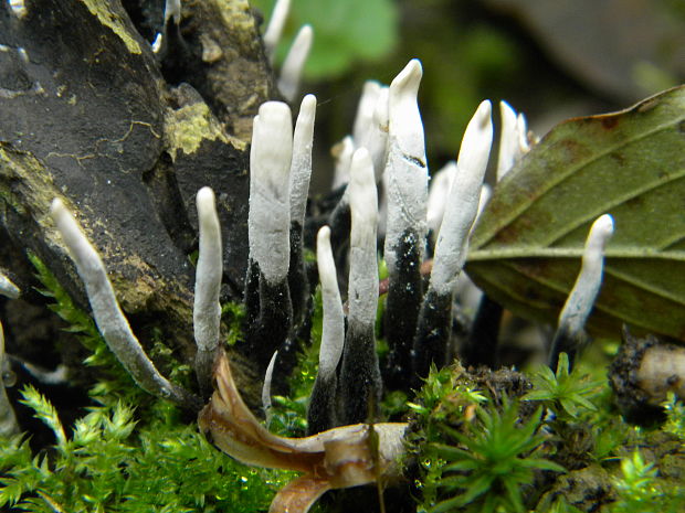 drevnatec parohatý Xylaria hypoxylon (L.) Grev.