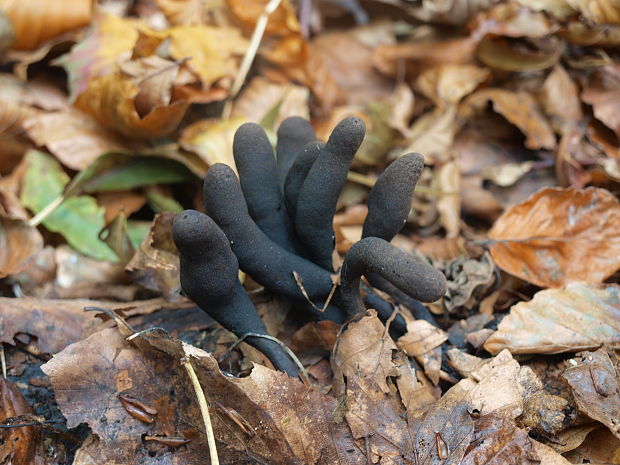 drevnatec kyjakovitý Xylaria polymorpha (Pers.) Grev.