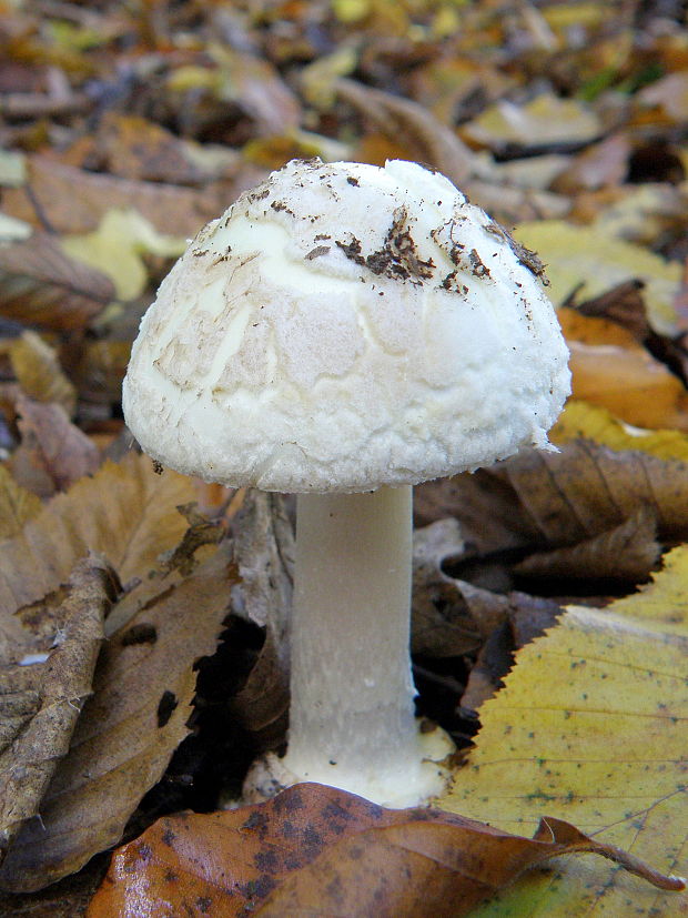 muchotrávka citrónovožltá Amanita citrina Pers.