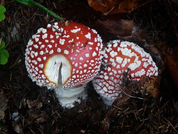 muchotrávka červená Amanita muscaria (L.) Lam.