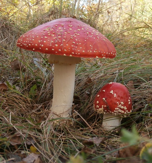 muchotrávka červená Amanita muscaria (L.) Lam.