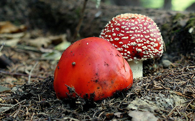 muchotrávka červená Amanita muscaria (L.) Lam.