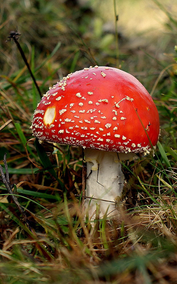 muchotrávka červená Amanita muscaria (L.) Lam.