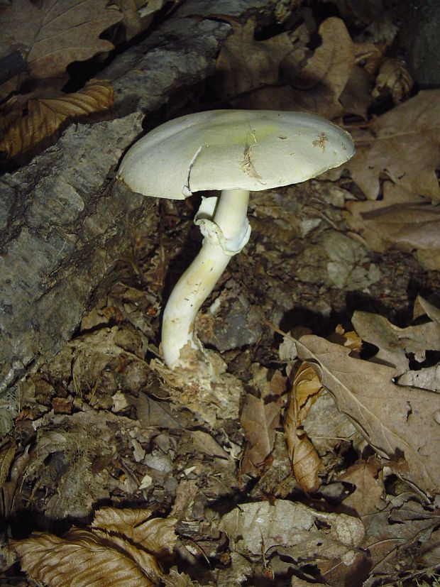 muchotrávka zelená Amanita phalloides (Vaill. ex Fr.) Link