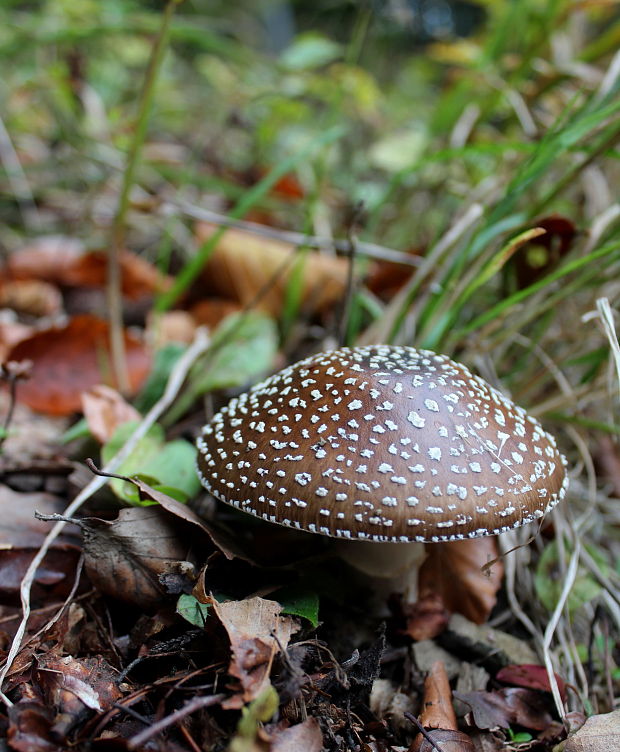 muchotrávka Amanita sp.