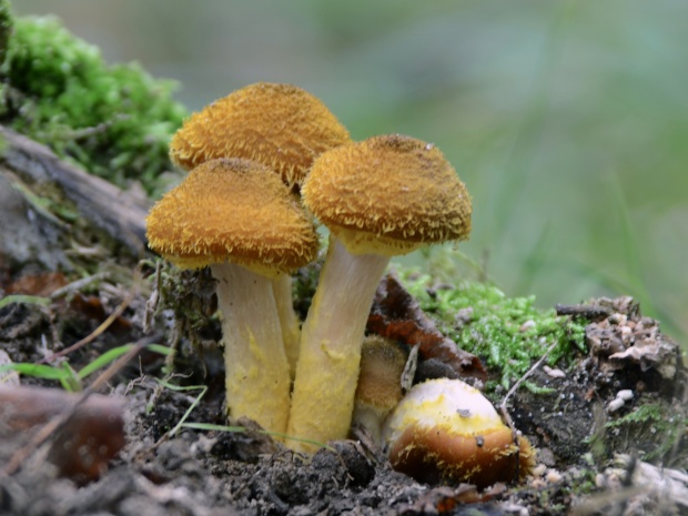 podpňovka žltá Armillaria gallica Marxm. & Romagn.