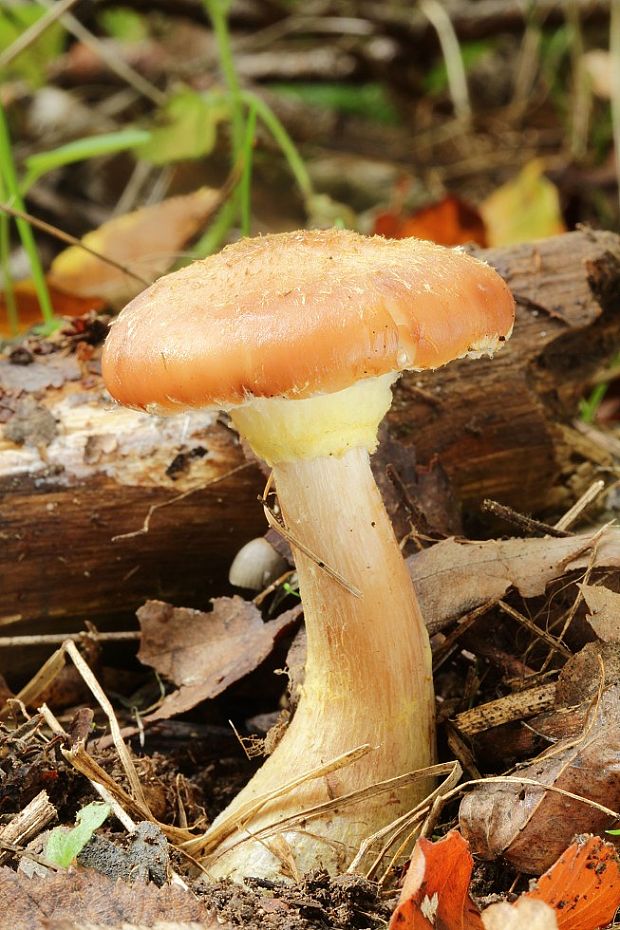 podpňovka žltá Armillaria gallica Marxm. & Romagn.