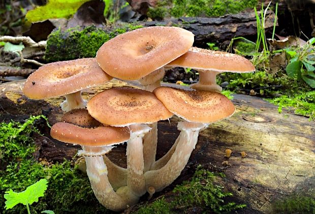 podpňovka obyčajná Armillaria mellea (Vahl) P. Kumm.