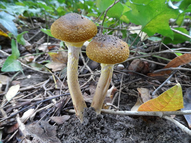 podpňovka Armillaria sp.