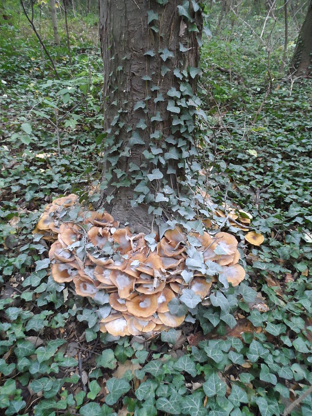 podpňovka Armillaria sp.