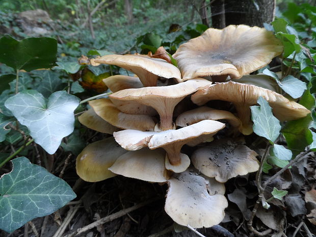 podpňovka Armillaria sp.