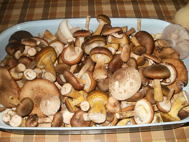 podpňovka Armillaria sp.