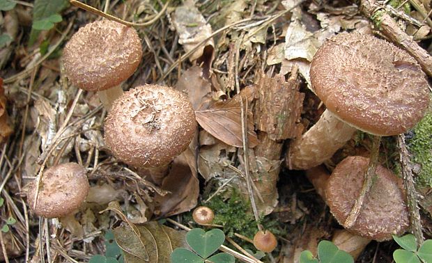 podpňovka Armillaria sp.