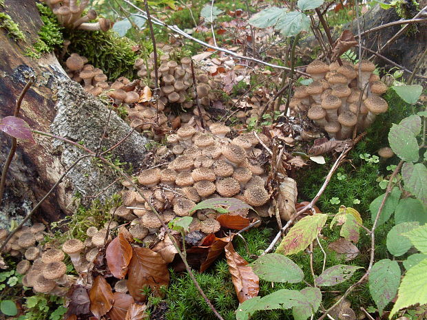 podpňovka Armillaria sp.