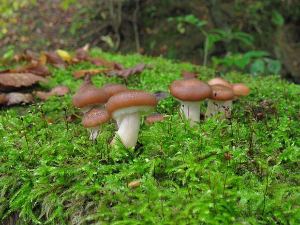 podpňovka Armillaria sp.