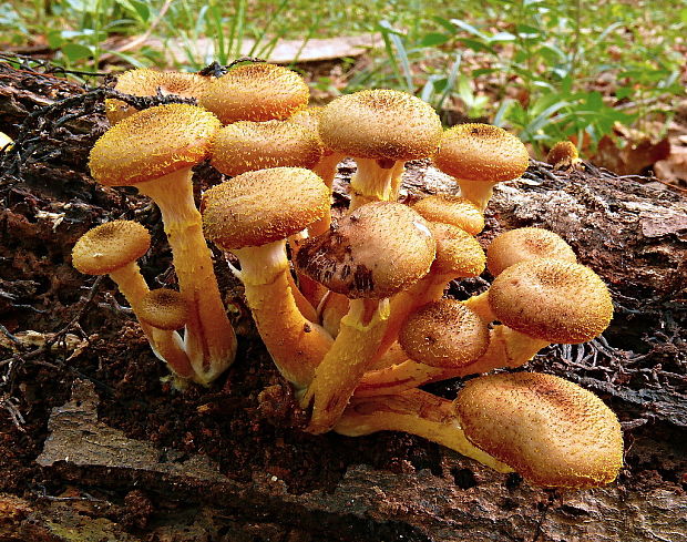 podpňovka Armillaria sp.