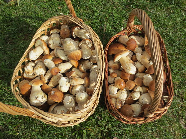 hríb smrekový Boletus edulis Bull.