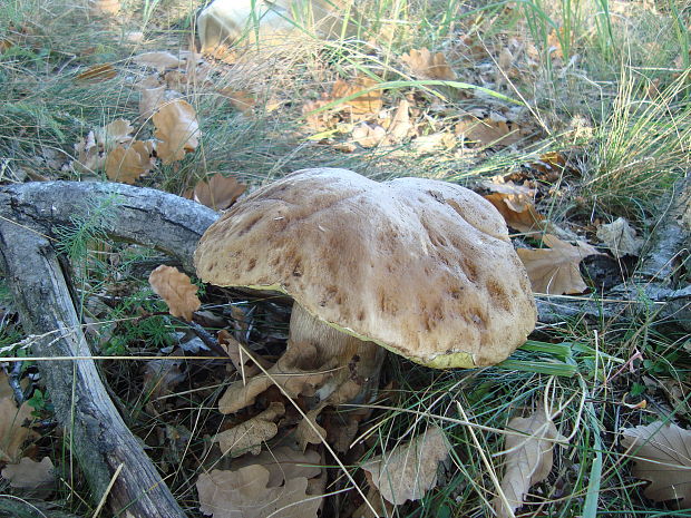 hríb smrekový Boletus edulis Bull.