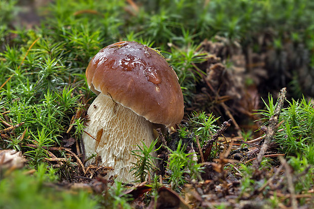 hríb smrekový Boletus edulis Bull.