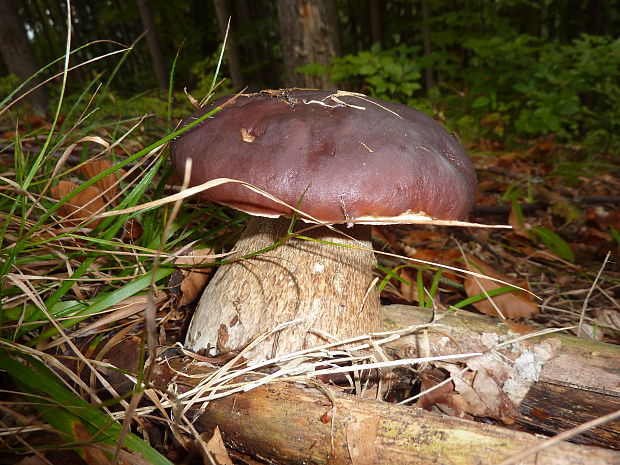 hríb smrekový Boletus edulis Bull.