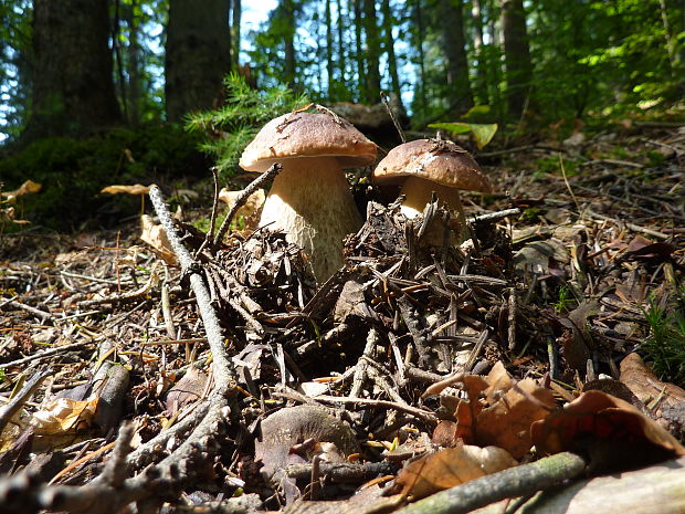 hríb smrekový Boletus edulis Bull.