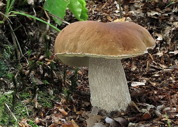 hríb smrekový Boletus edulis Bull.