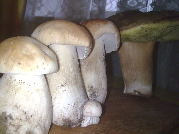 hríb smrekový Boletus edulis Bull.