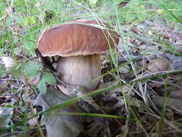 hríb dubový Boletus reticulatus Schaeff.