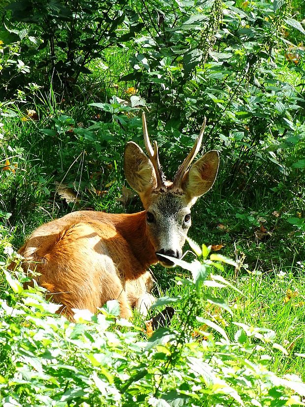 srnec hôrny Capreolus capreolus