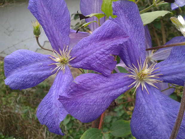 plamienok Clematis hybrida