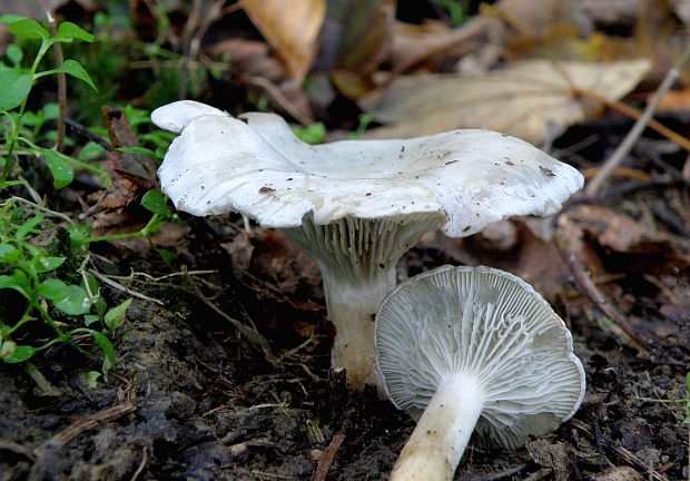 strmuľka anízová Clitocybe odora (Bull.) P. Kumm.