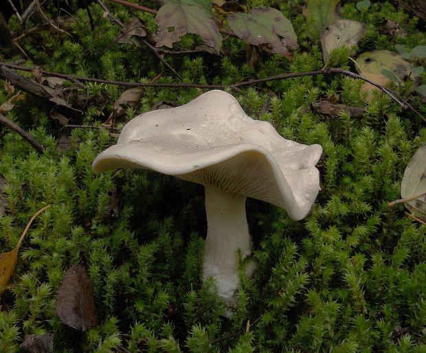 strmuľka  Clitocybe sp.